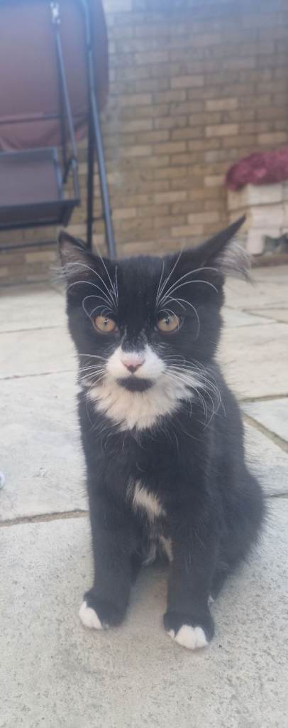 Black and white boy cat for sale