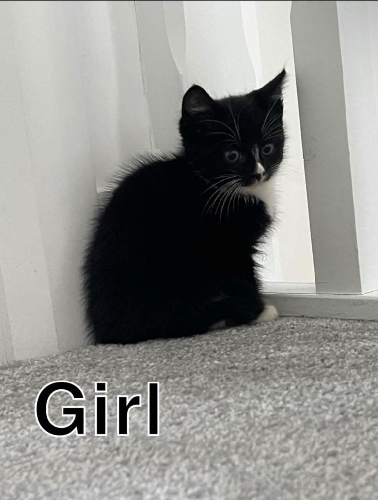 Kittens 