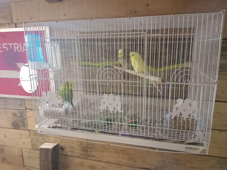 Bird cage for sale 