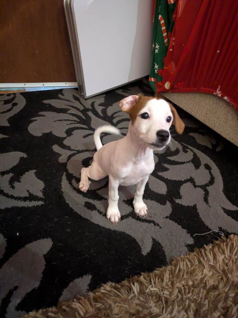 F1 jackcain only 1 girl left 