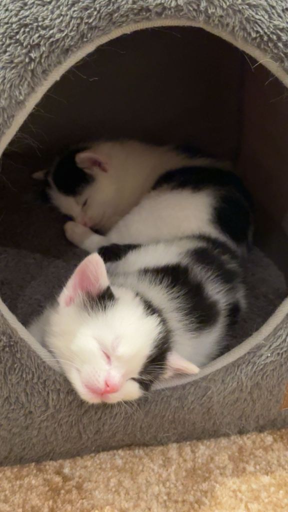 Kittens 