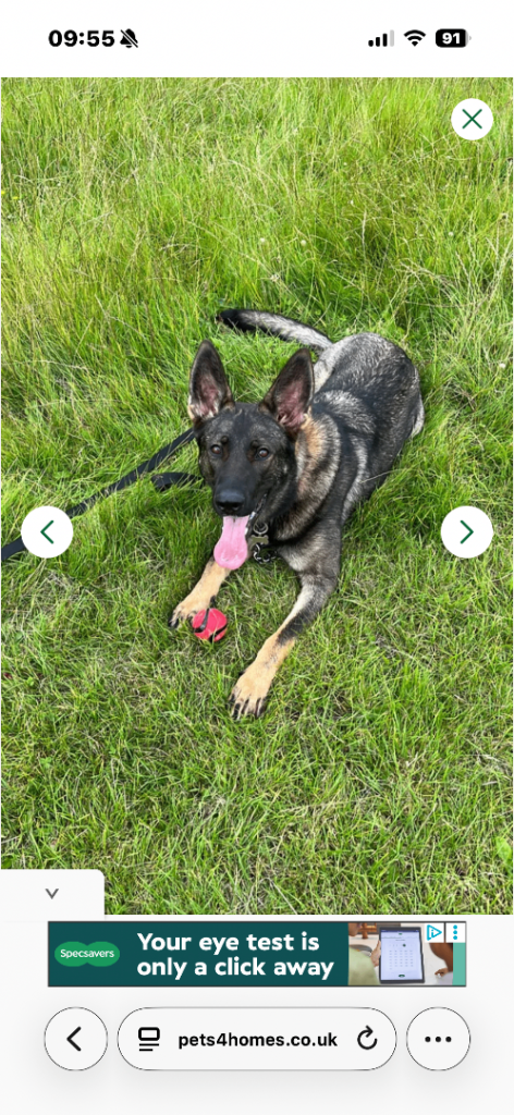 German shepherd dog!