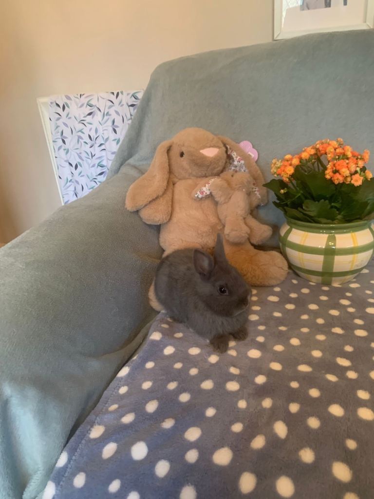Baby Netherland Dwarf Rabbits