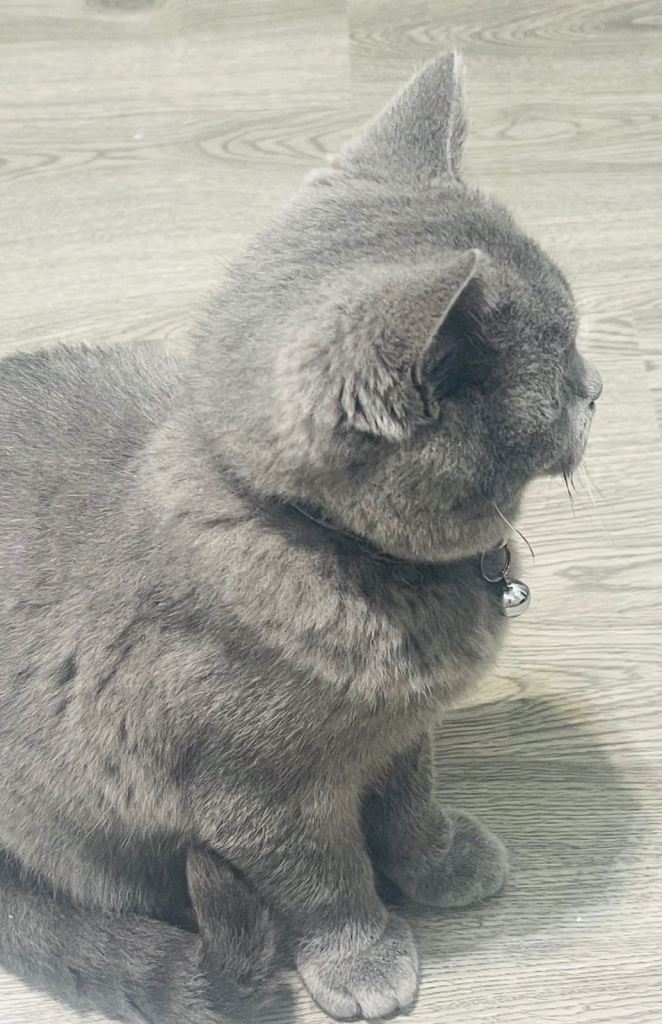 Stunning 18 Week Old Pedigree Blue British Shorthair Girl