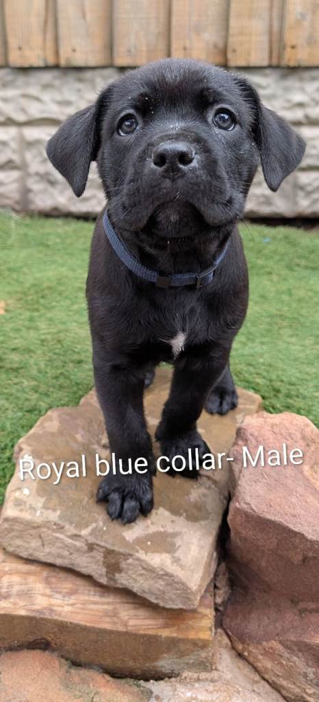 Cane corso puppies 
