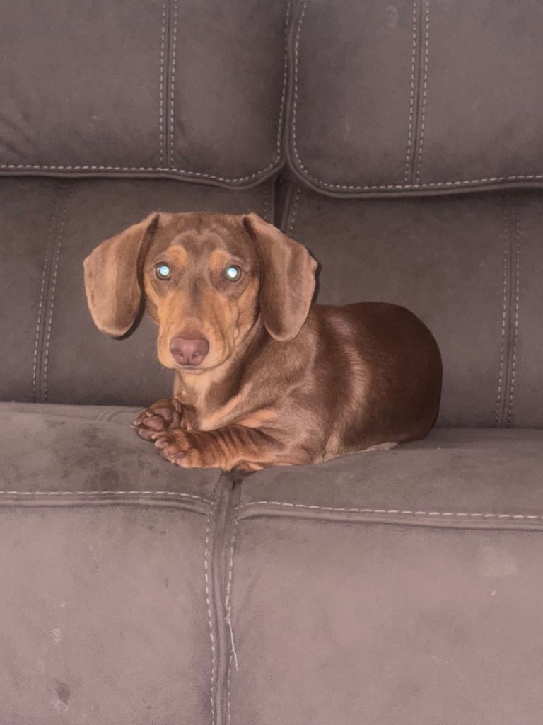 Beautiful Male Mini Dachshund – Bobby 