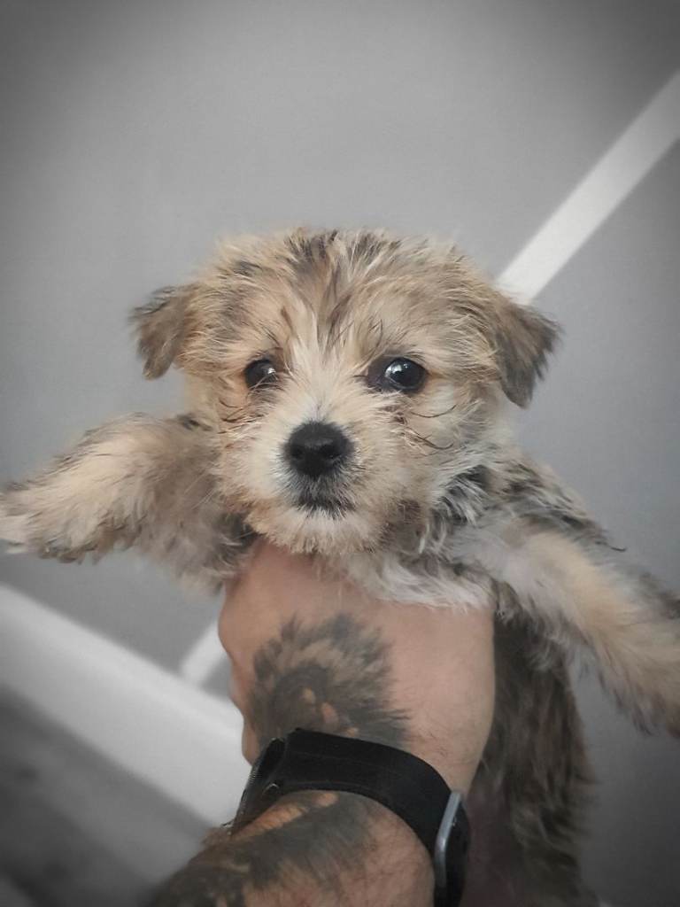 Yorkshire terrier xx