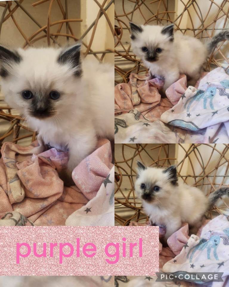 Ragdoll kittens ready monday