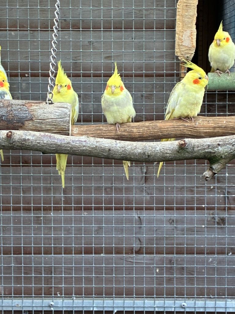 Cockatiels