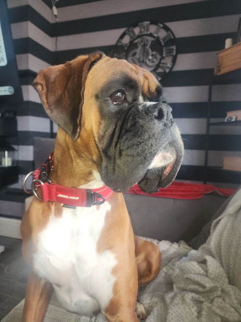 Boxer 