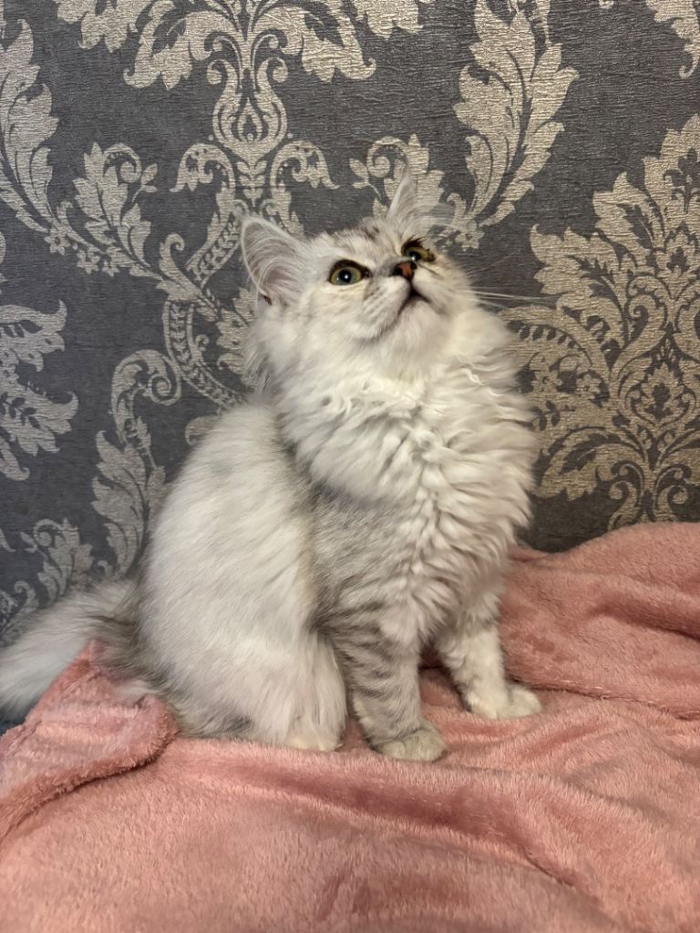 2 Persian X Ragdoll female kittens silver tipped 
