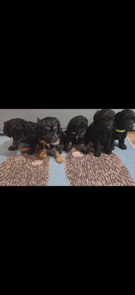 Beautiful f1b cockapoo puppies :)