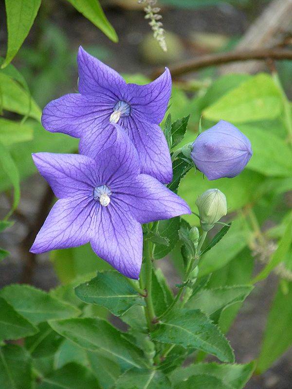Platycodon grandiflorus - Chinese balloon flower 