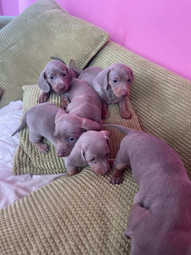 Pedigree miniature dachshunds