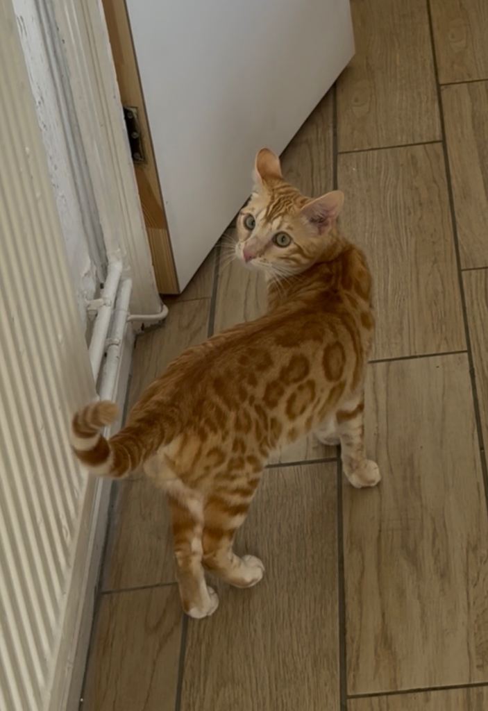 UK’s 1’st RED F5 Bengal