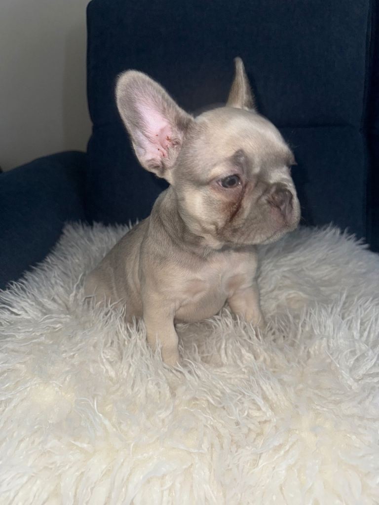 ‼️Beautiful Female KC puppy