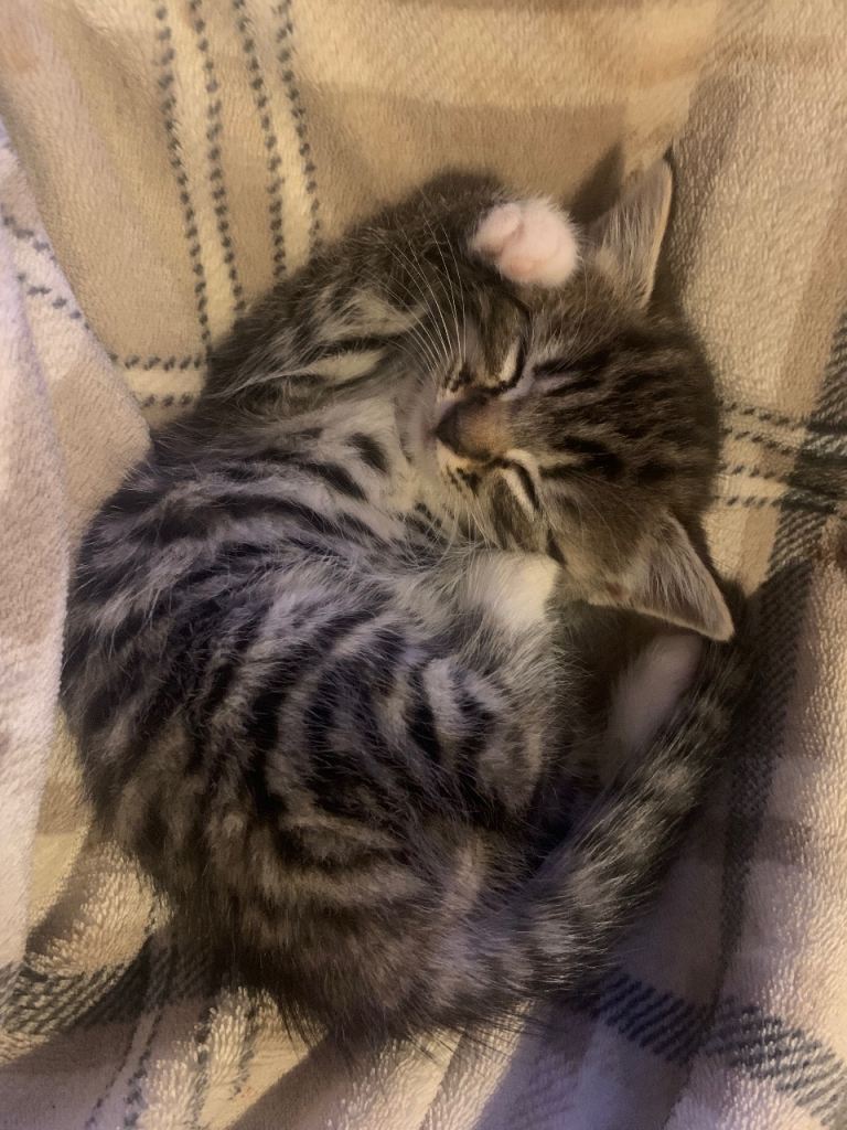 Kittens 