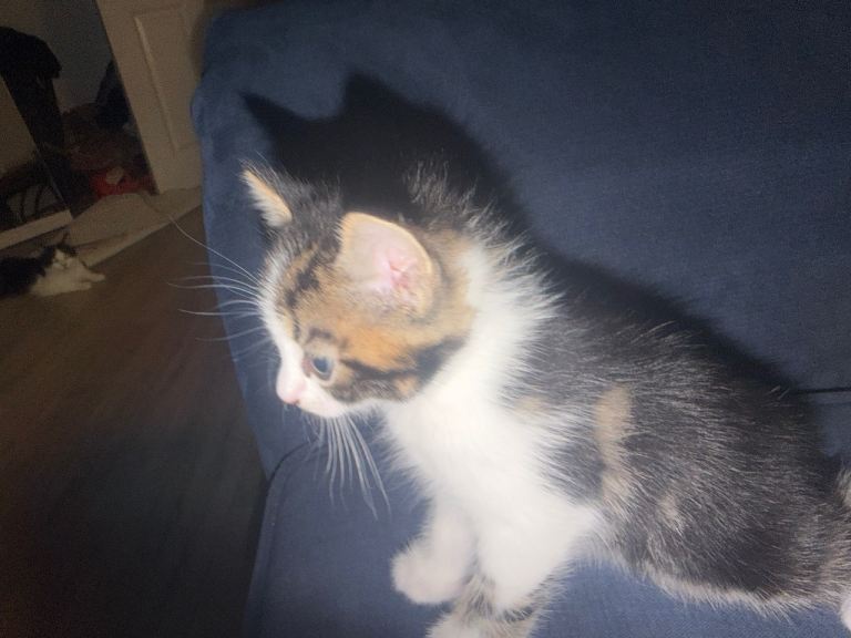 Baby kitten 