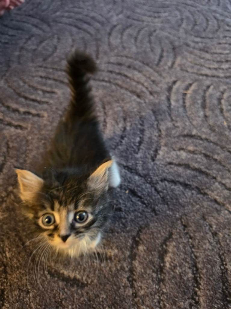 Kittens for sale