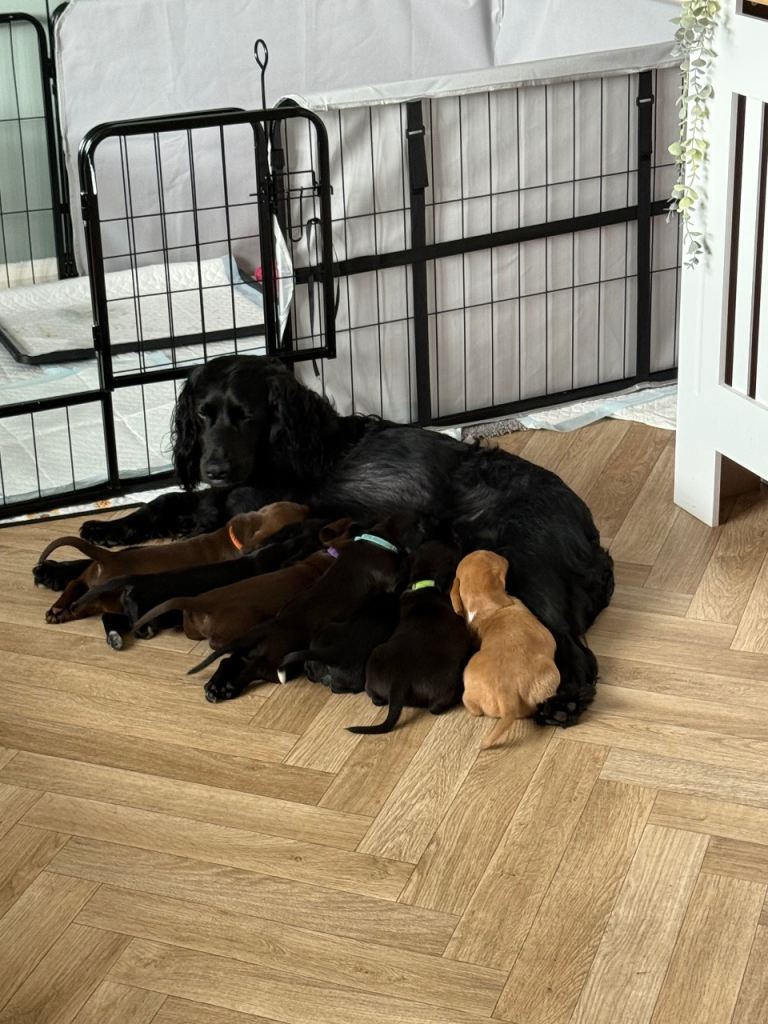 Docker Puppies