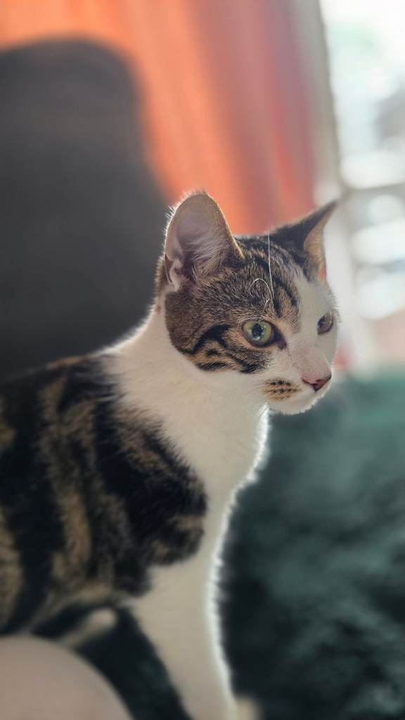 Kitten looking for her forever home 