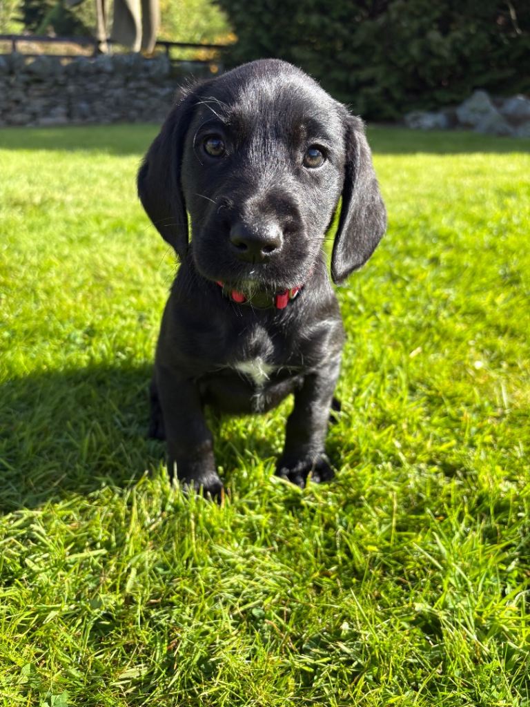 Labrador X Cocker Spaniel Puppies