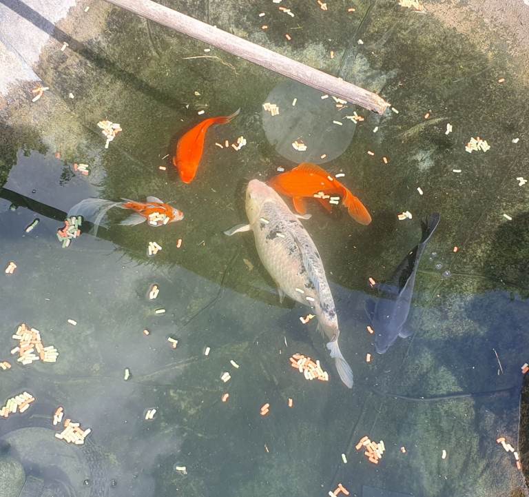 Koi Carp and Goldfish
