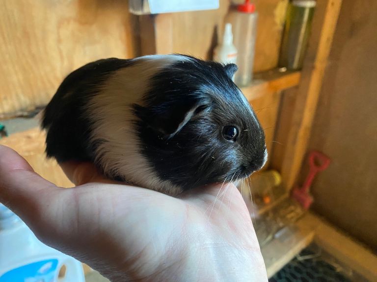 Baby Guineapig’s 