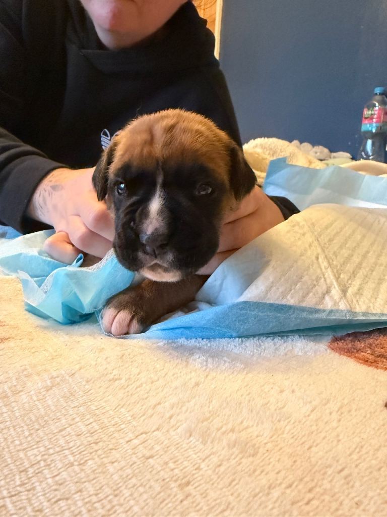 Chunky Red boxer puppies for sale 