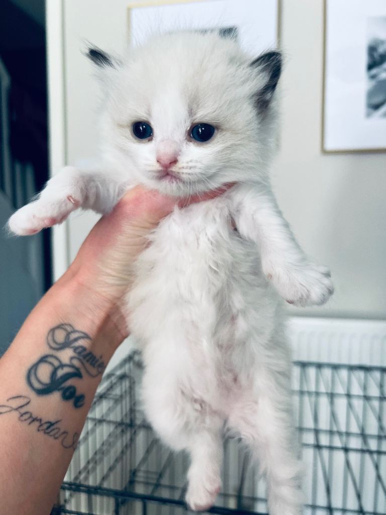 Ragdoll | in Sittingbourne, Kent | Gumtree