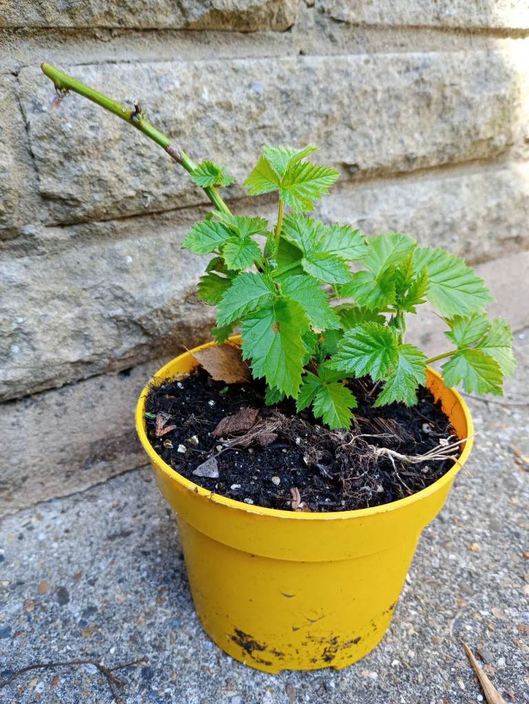 2 stems growing 🌿 Organic Thornless Blackberry Starter Plant 