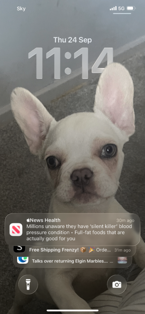 French bull dog