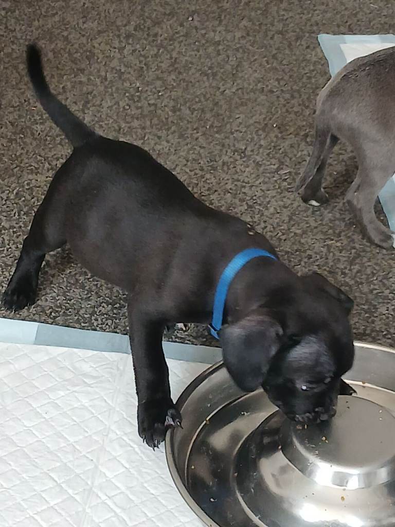 Staffie X Frenchie
