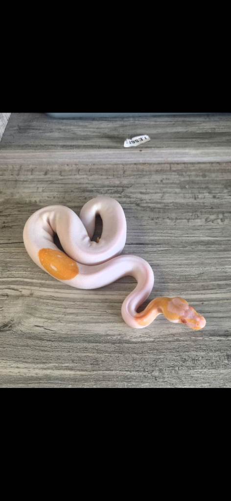 Leopard Albino pied Male 