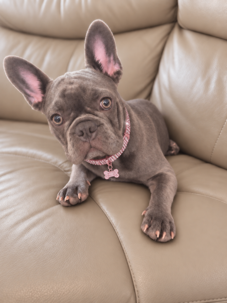 Female French bulldog for sale 