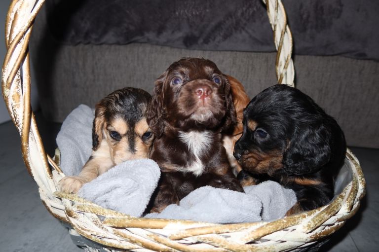 Cocker spaniel puppies 