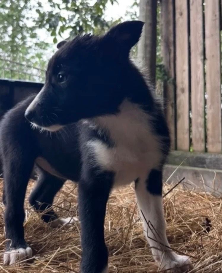 1 male border collie left 