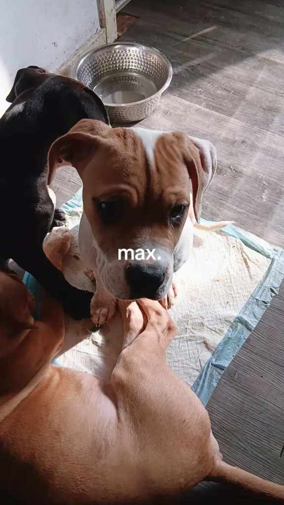 Canecorso american bulldog pups 