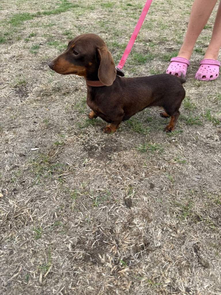 Beautiful miniature dachshund girl