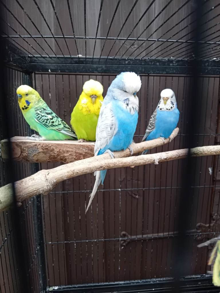 Lovely cage with everything you need 