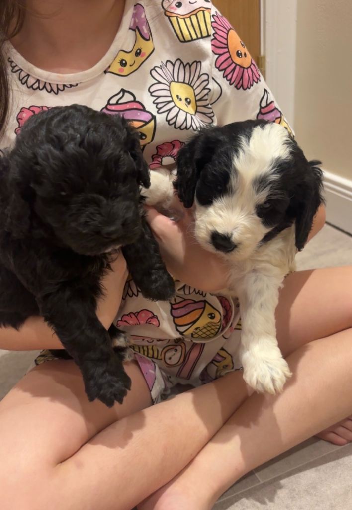 Cockapoo puppies 