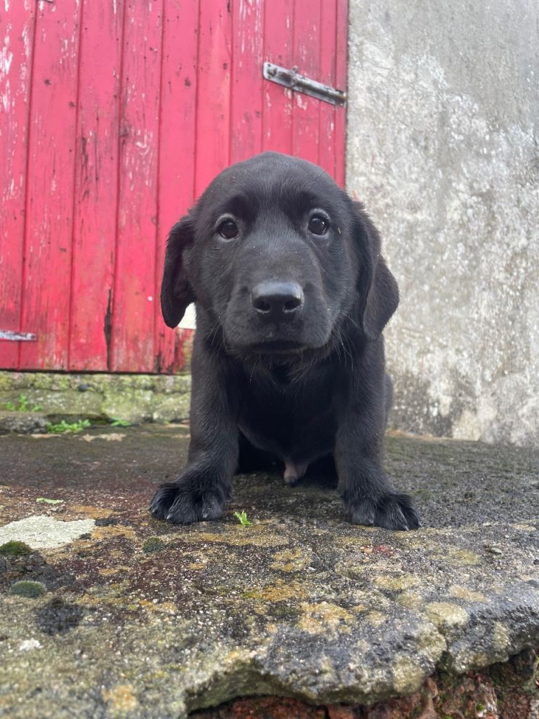 2 Labrador male pups