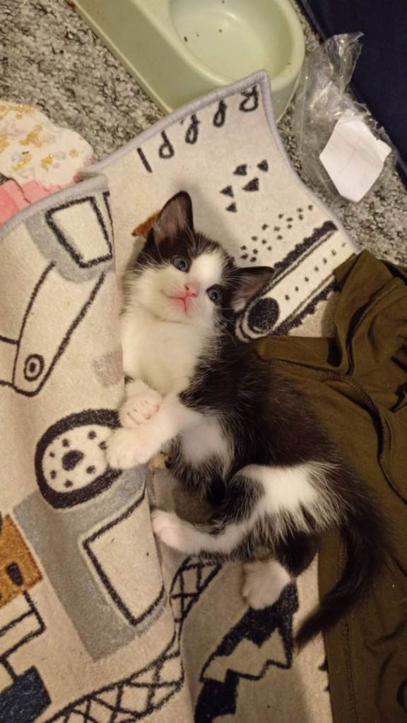 Kittens for sale