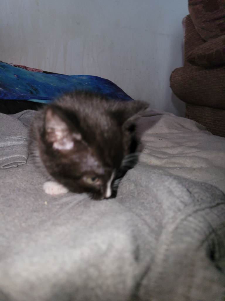 1 male 1 female kitten