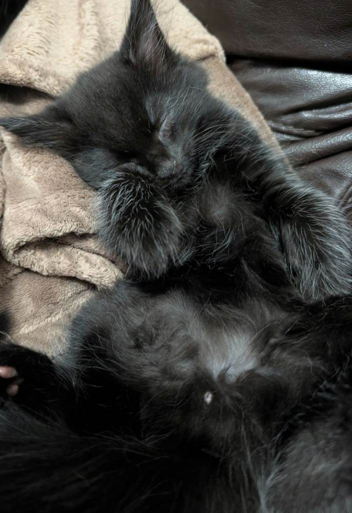 Beautiful fluffy kittens 
