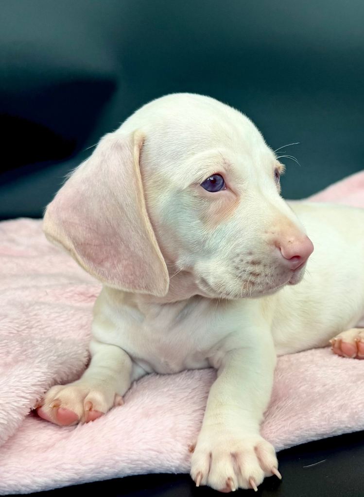 Rare PINK miniature dachshunds