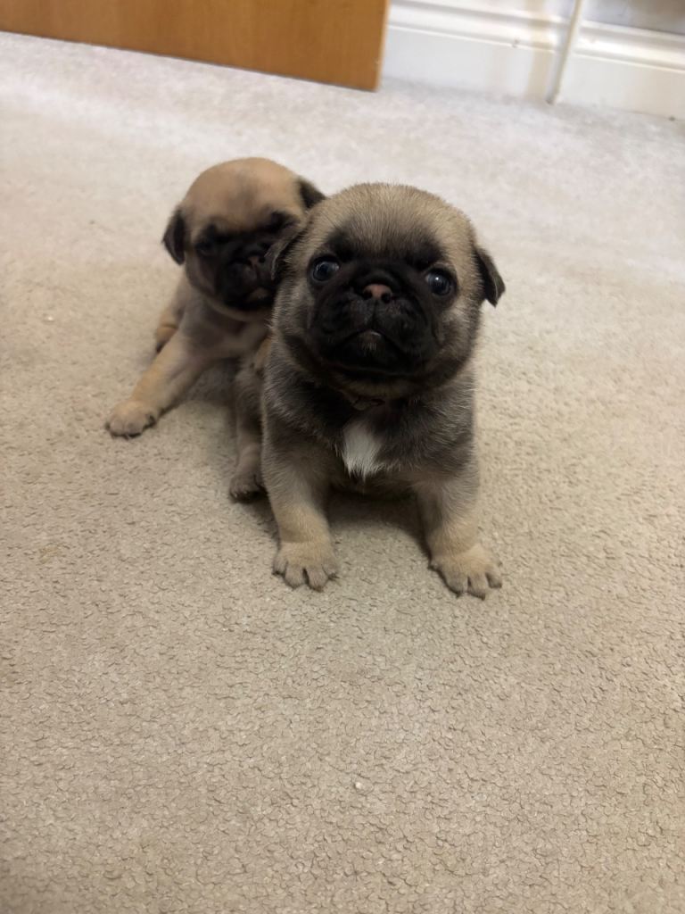 Pedigree pug puppies 