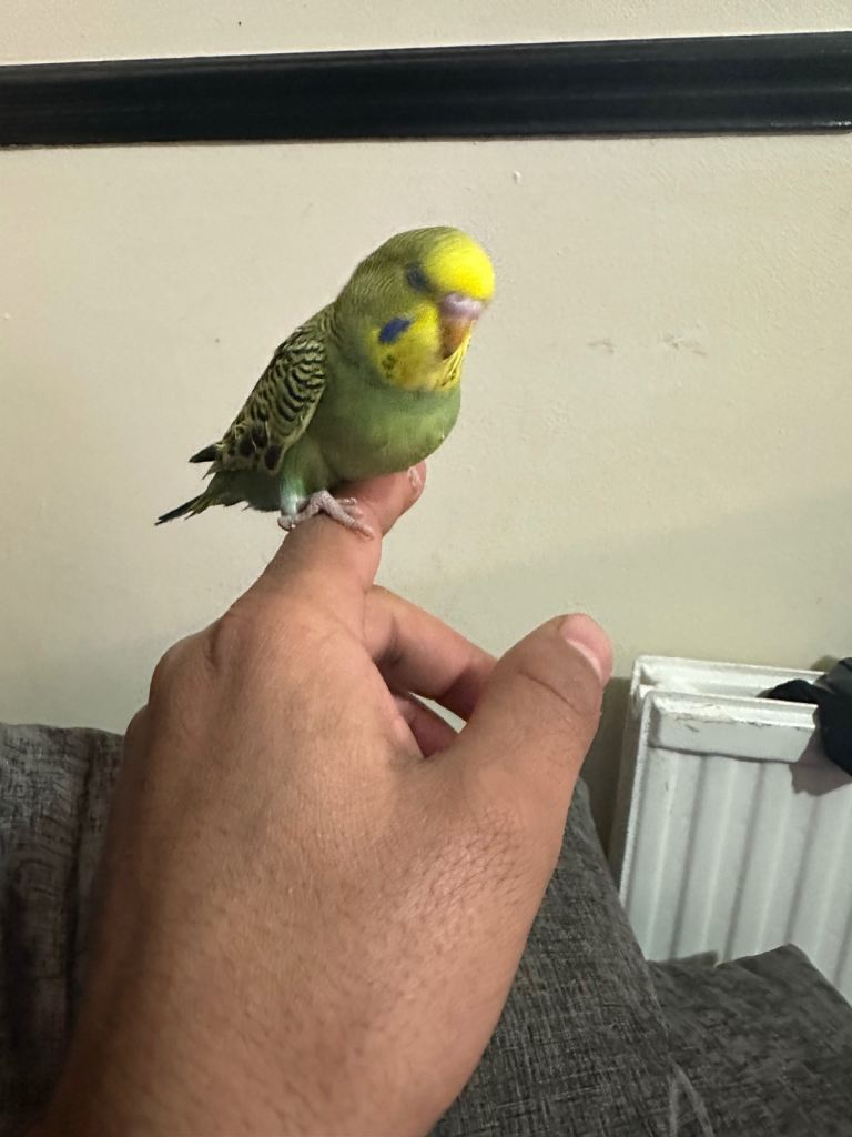 Baby budgies for sale £30 each collection mk404nn