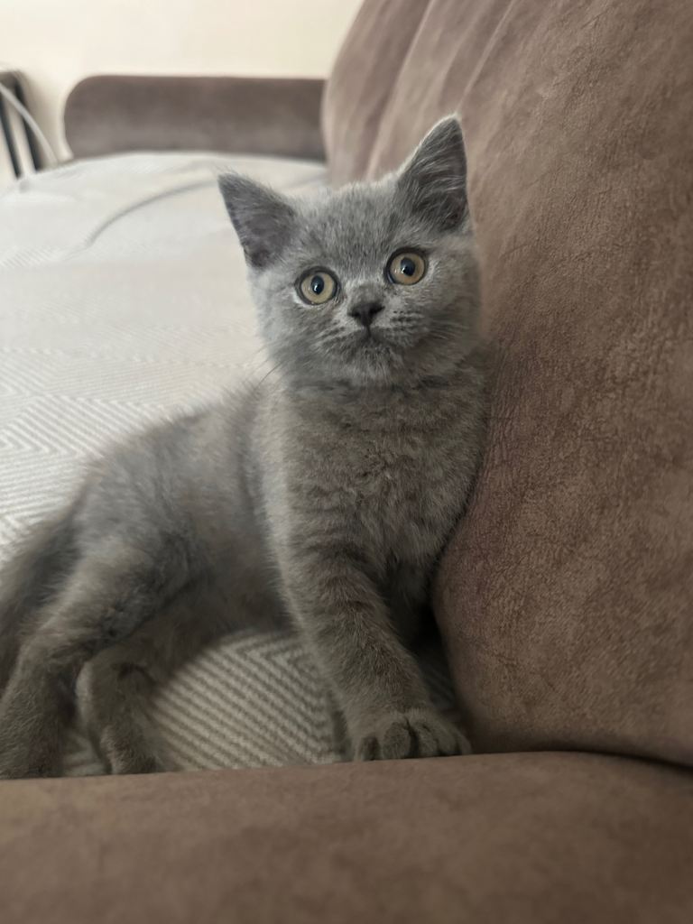 British Shorthair 