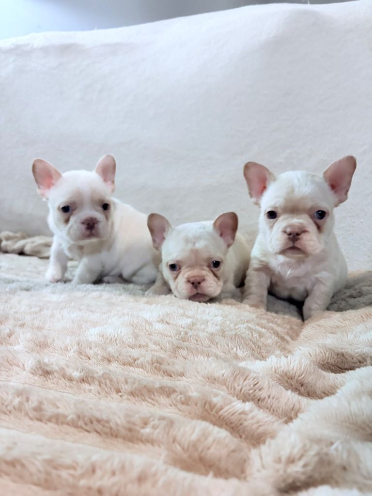 French bulldog puppy’s 